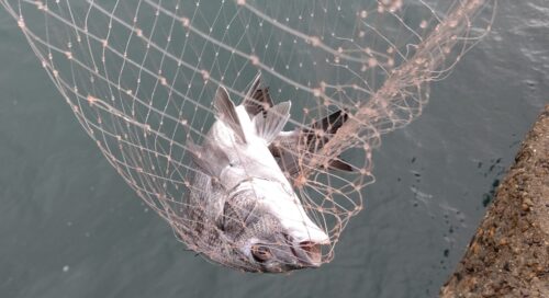 今回も釣りましたね